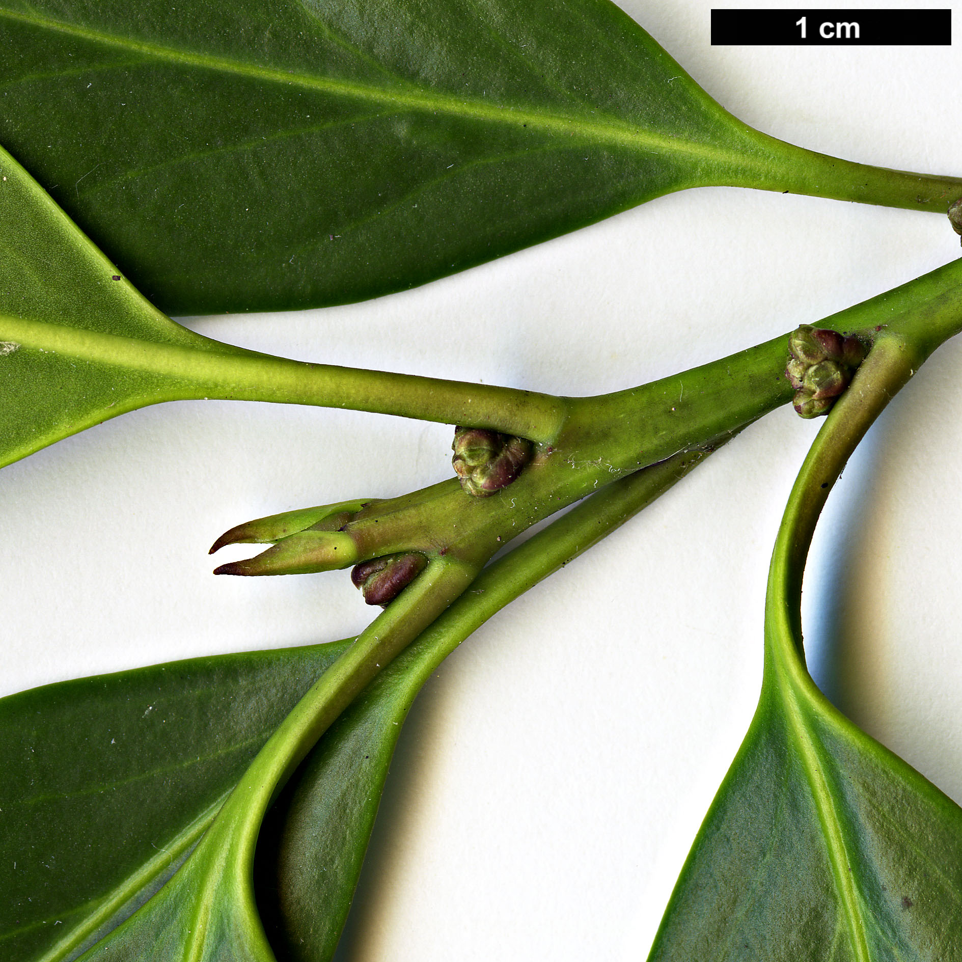 High resolution image: Family: Aquifoliaceae - Genus: Ilex - Taxon: integra - SpeciesSub: var. leucoclada